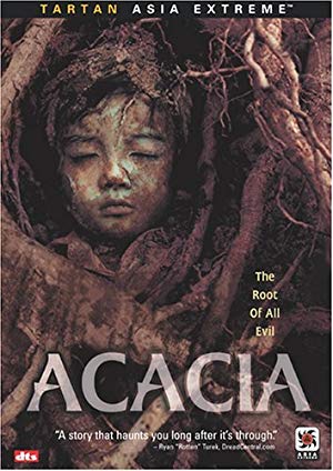Acacia - 아카시아