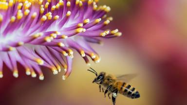 Scientists Have Successfully Trained Honeybees To Do Basic Math!